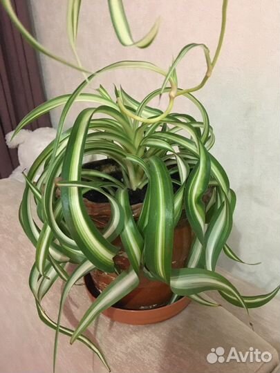 Хлорофитум кудрявый Бонни