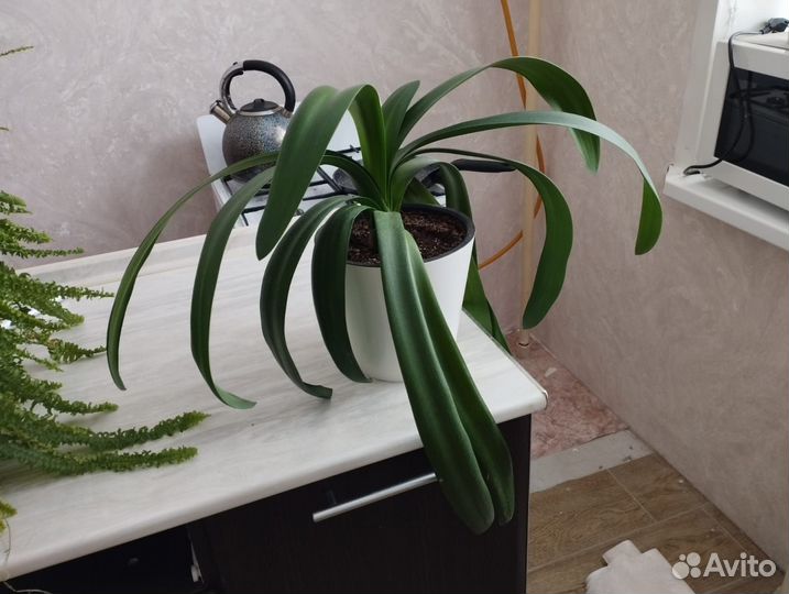 Кливия оранжевая