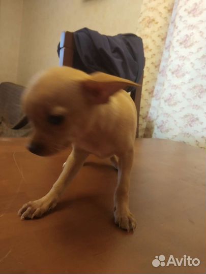 Щенки той терьера