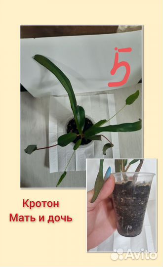 Кодиеум кротон