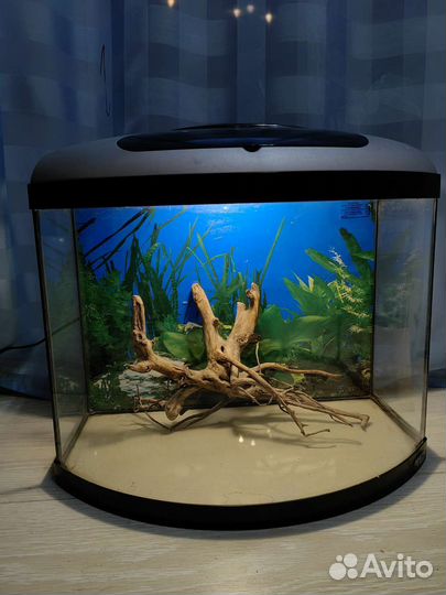 Аквариум