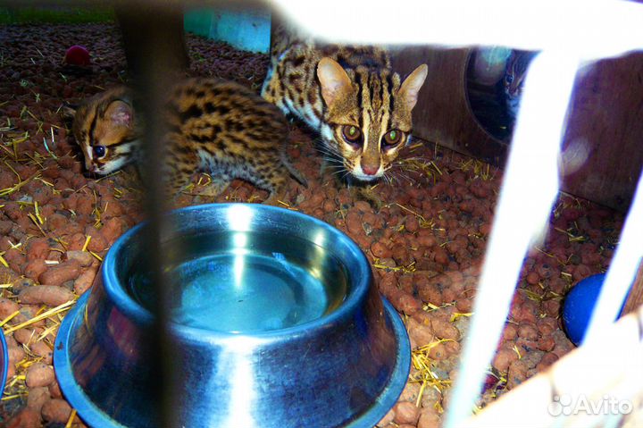 Кoт брилиант алк не ф1