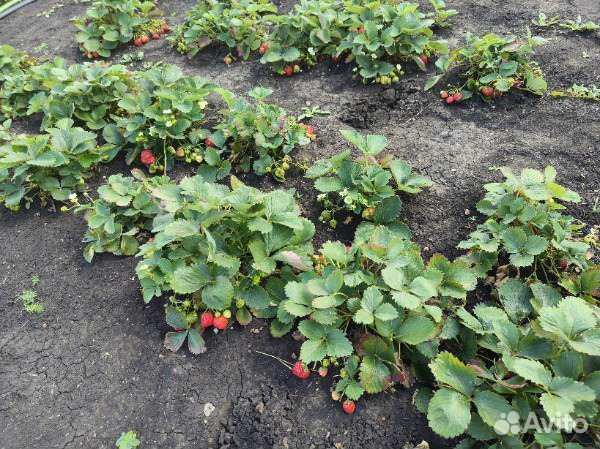 Рассада клубники
