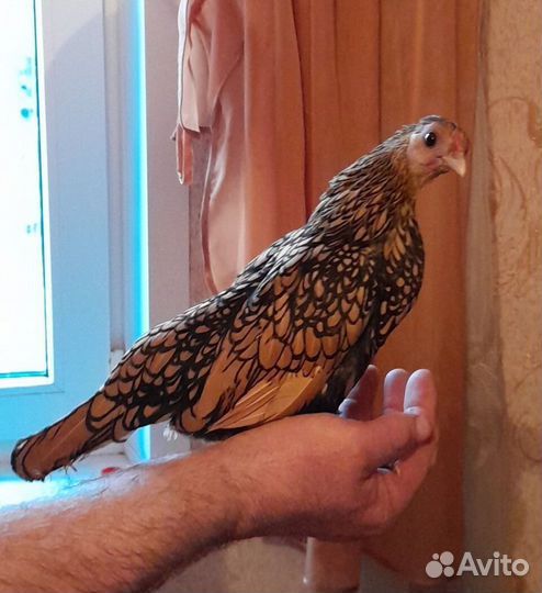 Куры породы Сибрайт