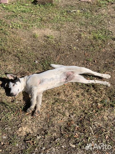 Щенок ищет дом