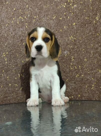 Милые девочки биглюши в питомнике