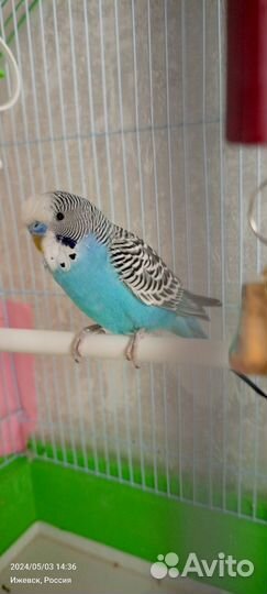 Волнистый попугай с клеткой и кормом