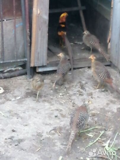 Золотые фазаны