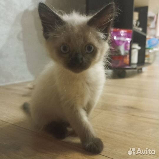 Отдаём котёнка в добрые руки