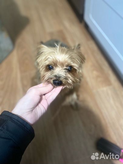 Йоркширский терьер