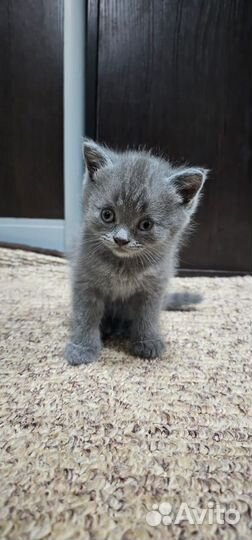 Британские котята