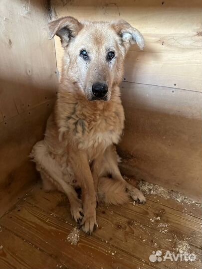 Помогите старичку найти дом