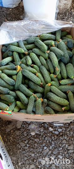 Огурцы домашние