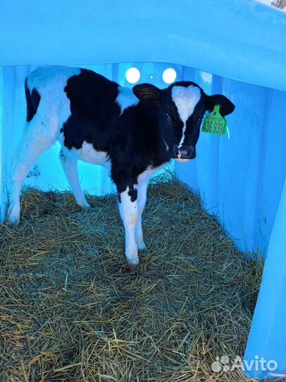 Телята бычки