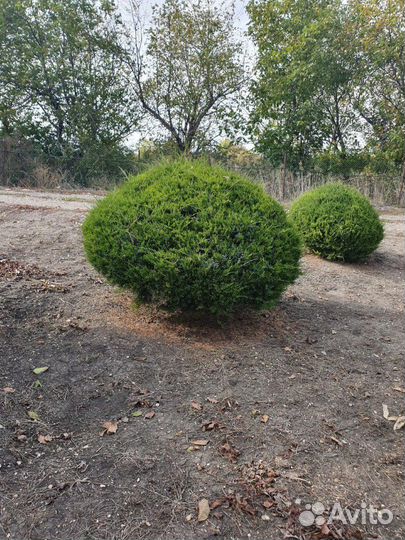 Ель голубая, сосна и др. хвоин. деревья