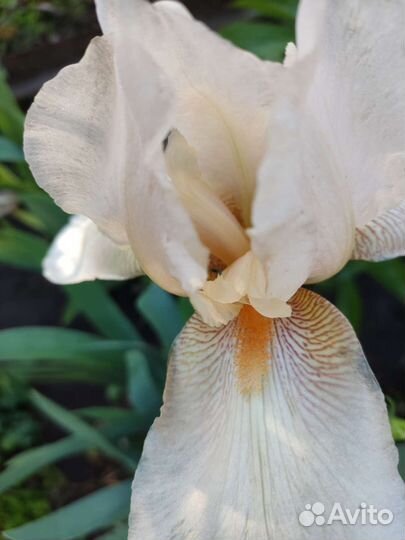 Ирисы бородатые