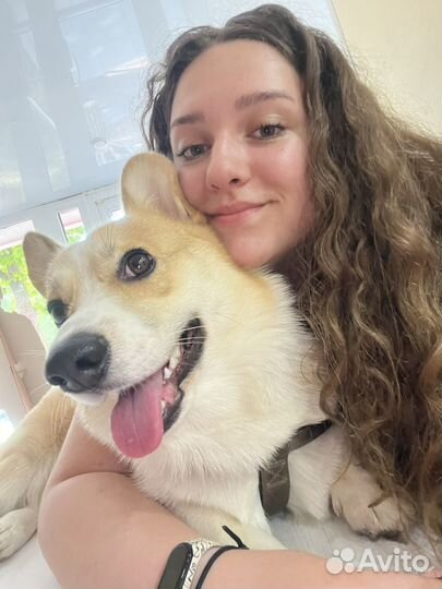 Дрессировка собак