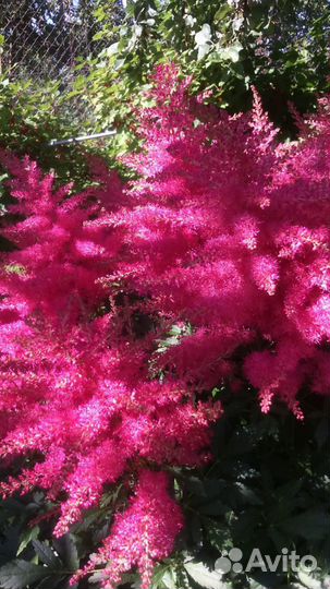 Многолетние цветы