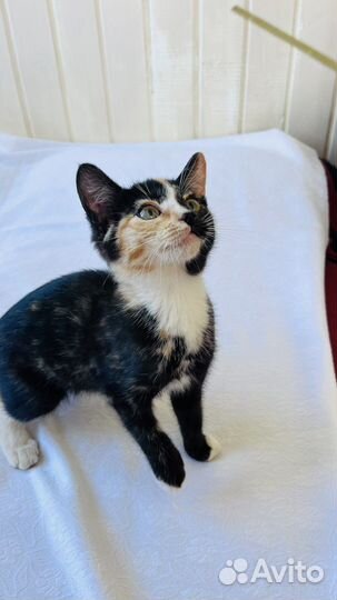 Котенок ищет дом