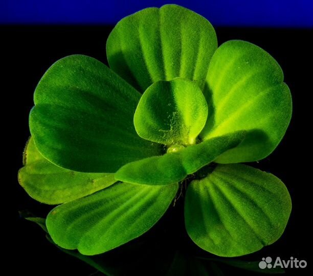 Аквариумные растения разные