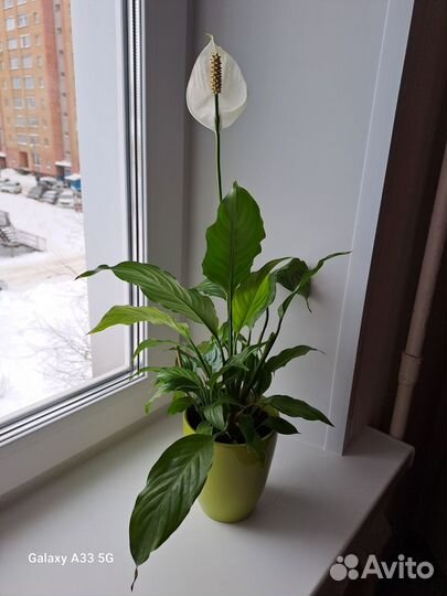 Комнатные растения