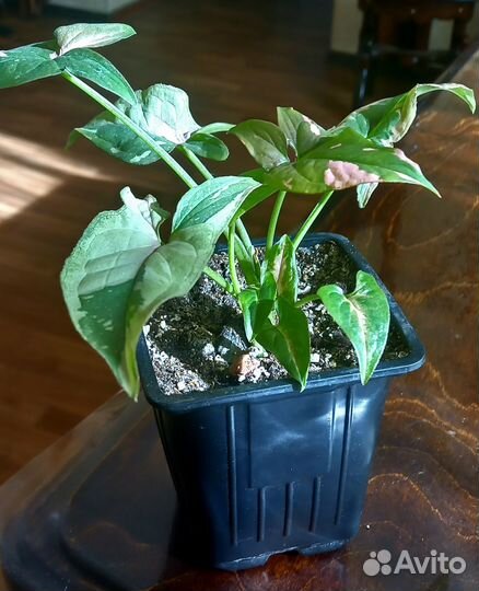 Сингониум ред спот