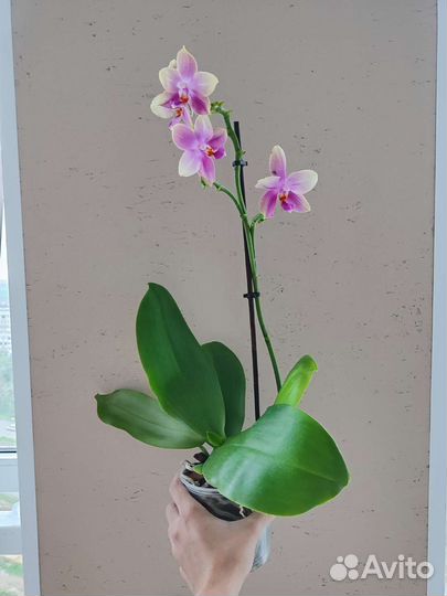 Орхидея Лиодоро