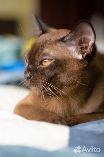 Бурманская