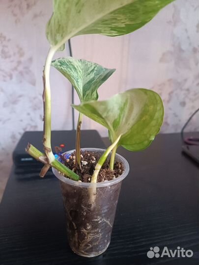 Сциндапсус Хэппи лиф