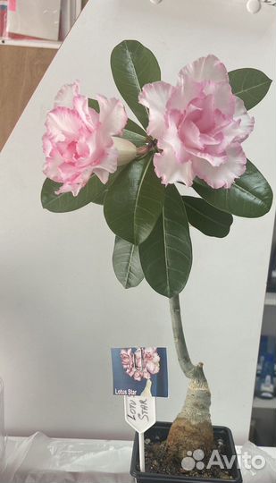 Адениум махровый привитый