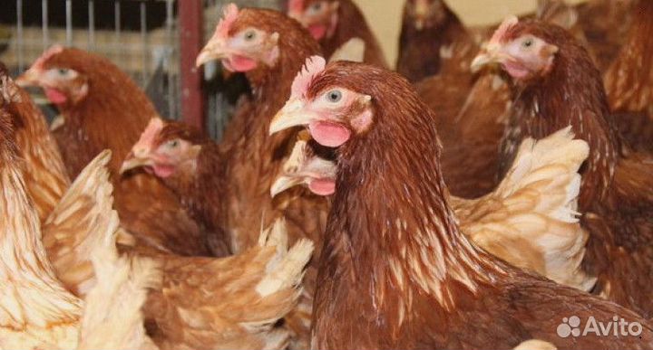 Куры несушки