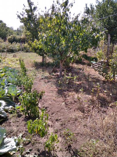 Участок 5 сот. (ИЖС)