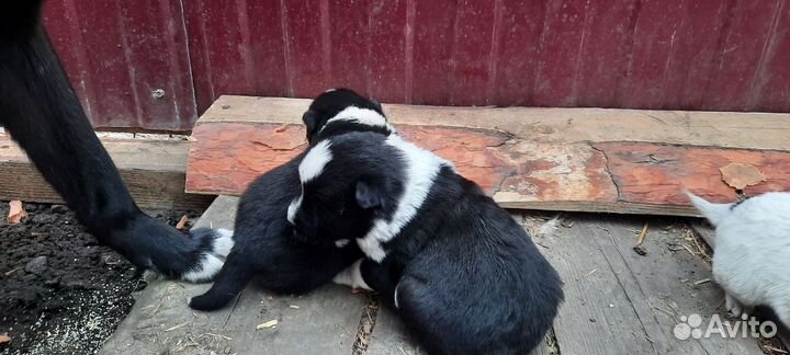 Русско европейская лайка