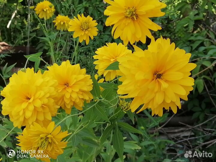 Цветы многолетники