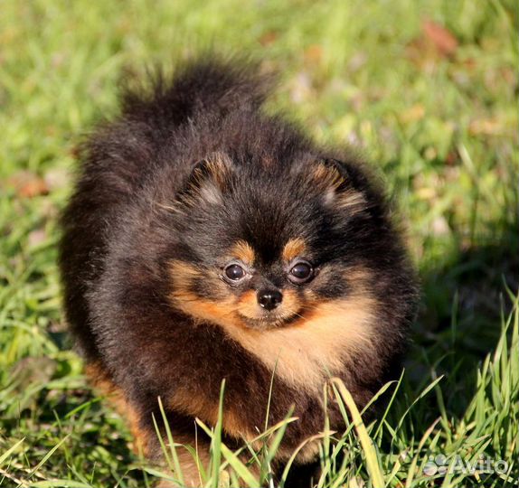 Померанский шпиц для вязки