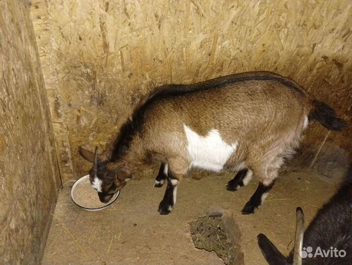 Коза нубийская