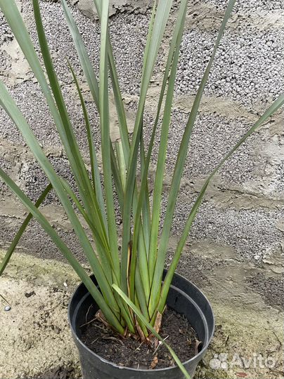 Новозеландский лён