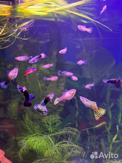 Аквариумные рыбки гуппи