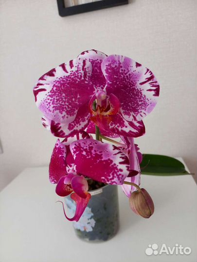 Орхидея