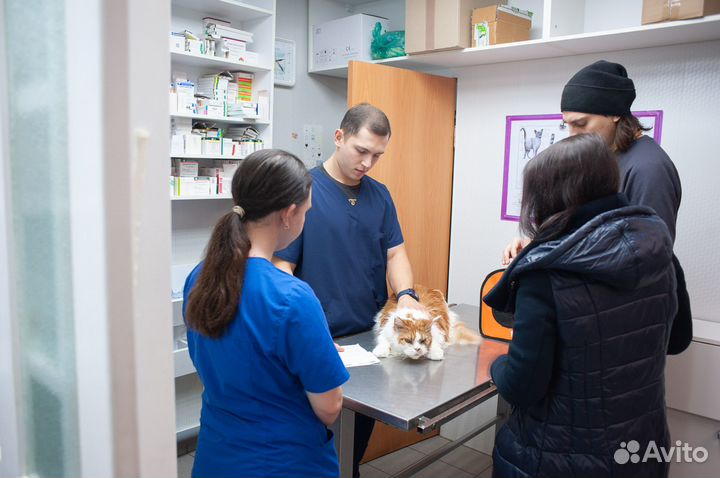 Стерилизация кошки в Калуге и области
