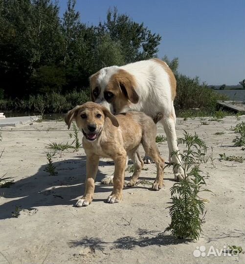 Щенки в добрые руки