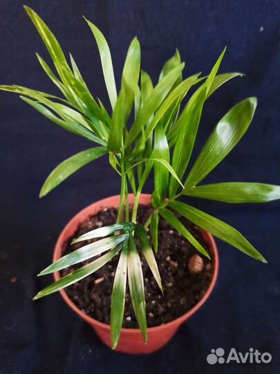 Хамедорея вариегата, Арека