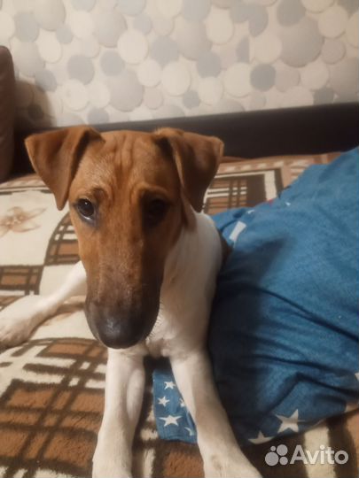 Фокстерьер