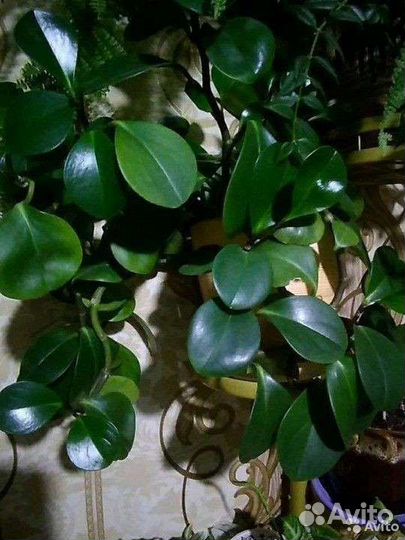 Колеус. Пеперомия.Традесканция.Гинура