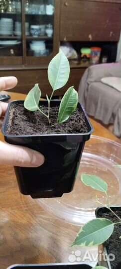 Фикус Бенджамина