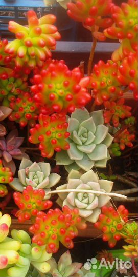 Суккуленты в ассортименте