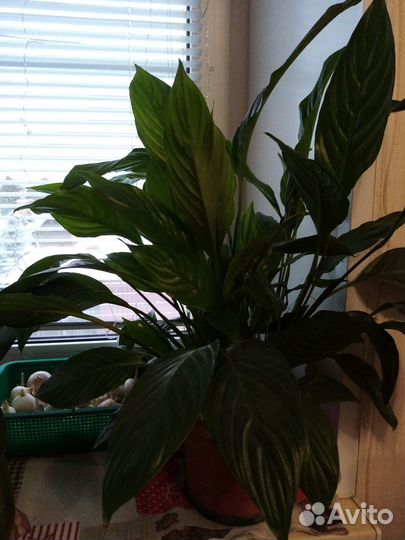 Спатифиллум, Орхидеи