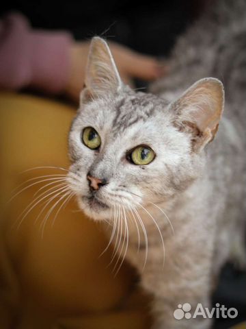 Кот в добрые руки метис породный