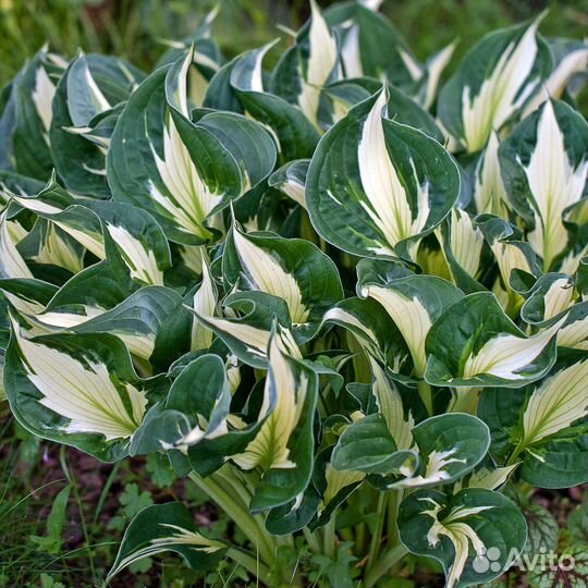 Примула, хоста Вирлвинд, кудрявая