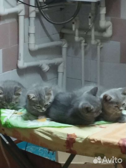 Британские котята бесплатно